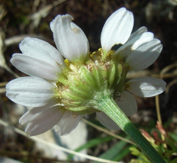 Anthemis?